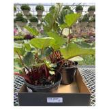 Box Of Rhubarb Plants Box Of Rhubarb Plants