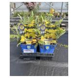 Tray Of Yarrow Perennials Tray Of Yarrow Perennials