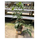 Lemon Tree Lemon Tree