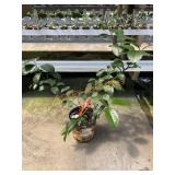 Lemon Tree Lemon Tree