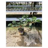 Lemon Tree Lemon Tree
