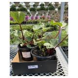 Box Of Rhubarb Plants Box Of Rhubarb Plants