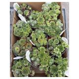 Box Of Hens-N-Chicks Succulents