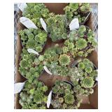 Box Of Hens-N-Chicks Succulents