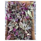 Loaded Box Of Wandering Jew Plants