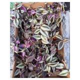 Loaded Box Of Wandering Jew Plants