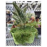 Box Of Succulent Planters