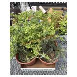 Pair Of Succulent Planters