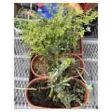 Box Of Succulent Planters