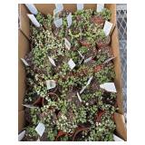 Loaded Box Of String Of Pearls Plants