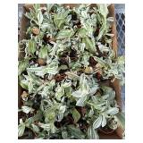 Loaded Box Of Wandering Jew Plants
