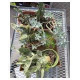 Box Of Succulent Planters