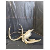 Deer Skull