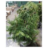 Leyland Cypress