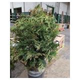 Leyland Cypress