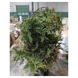 Leyland Cypress
