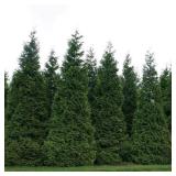 7 Gal Green Giant Arborvitae Live Shrub