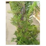 Live tree