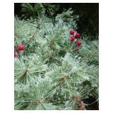 Garland