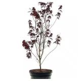 5 Gal. Red Japanese Maple Ornamental Tree
