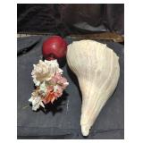 Natural Conch and Helmet Shell Collection