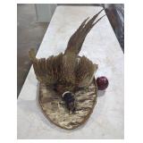 Pheasant Taxidermy Wall Mount