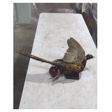 Taxidermy Pheasant on Wooden Base