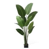 Bird of Paradise Plant, 5 ft, 10 Trunks