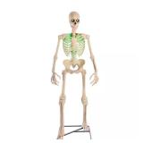 Grave & Bones Animated LED Skelly LifeEyes