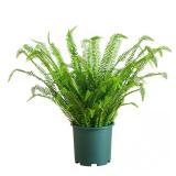 3ft UV-Resistant Artificial Boston Fern Plant