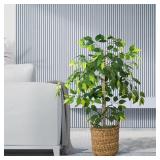 4-Foot Ficus Tree in Handled Basket