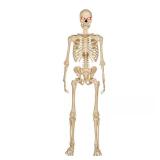 5 ft. LED Ultra Pose-N-Stay Skeleton