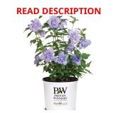 2 Gal. Blue Chiffon Rose of Sharon Plant