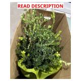 Perfect plants potted plant