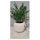 Artificial Potted Eucalyptus