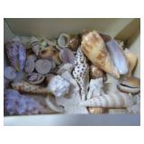 Mini seashell collection