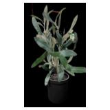 Faux Olive Plant (MSRP $30.)