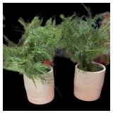 (2) Mini Trees in Pottery Pot