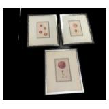 Peach, Apple & Plum Framed Prints