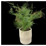 (2) Potted Faux Fern (Retail $50.00)