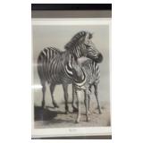 Art Gallery Framed Zebra Picture