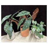 (3) Faux Begonia Plants