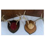 Two Mounted Deer Racks