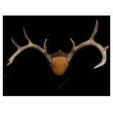 Mounted Horns