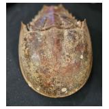 Atlantic Horseshoe Crab Shell