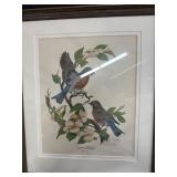 Framed WD Gaither Eastern Bluebird