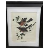 Framed John Ruttner American Robins & Chestnut