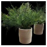 (3) Faux  Ferns in 4.5 ï¿½ Pottery