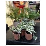 Collection of Faux Plants