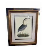 32 ï¿½ x 38 ï¿½. Cayenne Night Heron